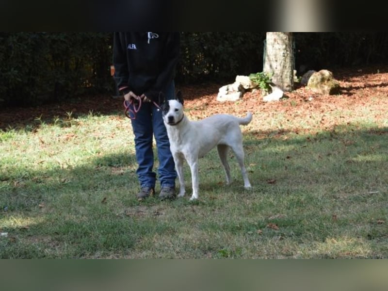 Camellia - sucht ihr Zuhause Camellia - sucht ihr Zuhause