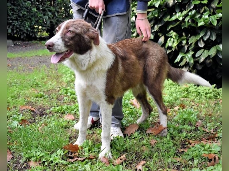 Carissa - Es war ein kalter Abend im späten Herbst ...