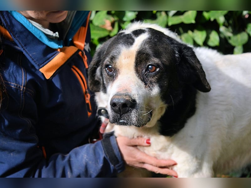 Poldino -Talent zum Seelenhund