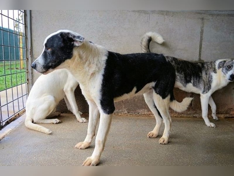 Oldrich - NIE ist einfach zu lang