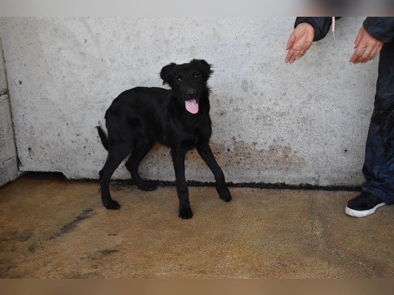 Nerelina - Das Märchen von den fünf Schwestern