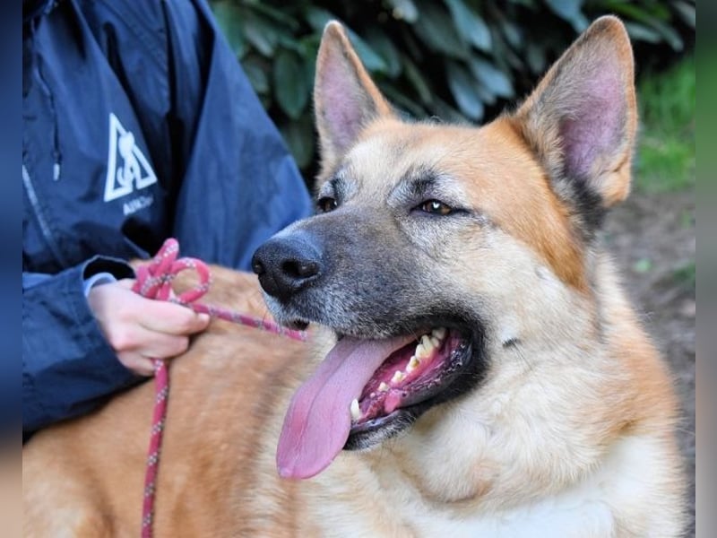 Oddy - Der "Seltsame" mit den Bernsteinaugen