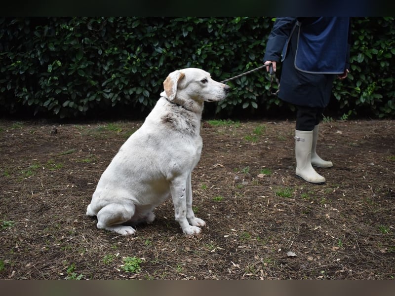 Ghemon - Der sanfte Träumer im Canile