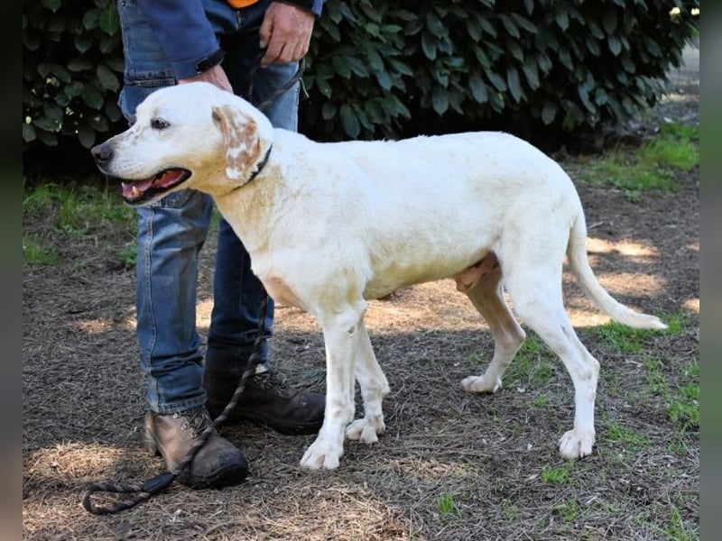 Ginko - SOS - Drei Brüder in großer Not