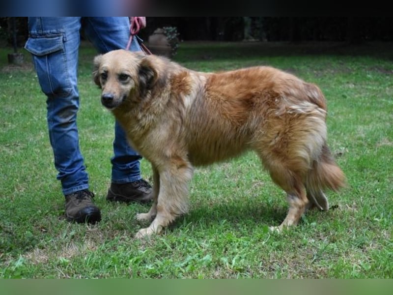 Graziana - eine sanfte Hündin mit großem Herzen und gelassener Neugier