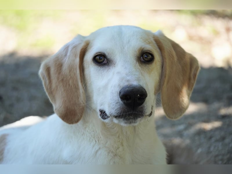 Deddy - Zuckerschneckchen sucht Menschenfamilie