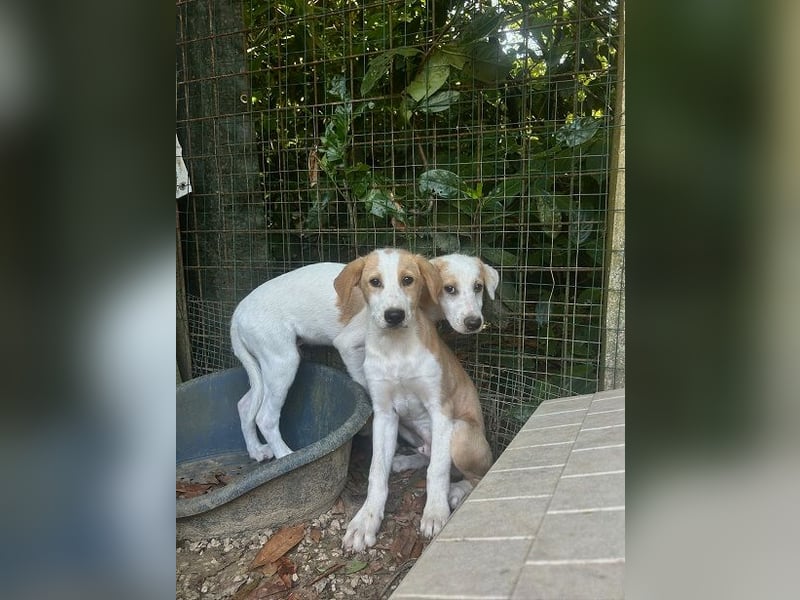 Wafer - Die leise Hoffnung, dass etwas Besseres kommt