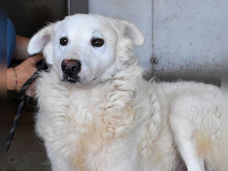 Walcott - Liebesbedürftig und mit einem Wunsch: eine eigene Familie