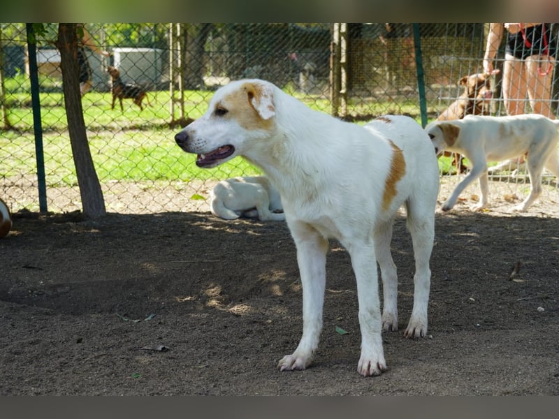 Wafer - Die leise Hoffnung, dass etwas Besseres kommt