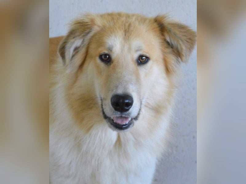 Lauritz - sucht seinen Platz im Leben Lauritz - sucht seinen Platz im Leben