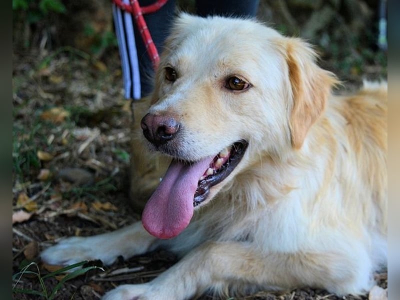 Rodman - läuft sich die Seele wund Rodman - läuft sich die Seele wund
