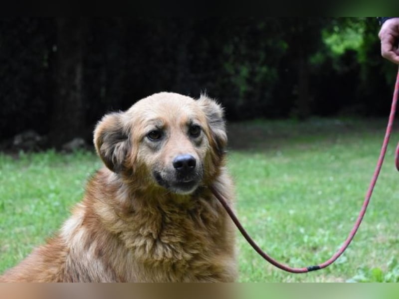 Graziana - eine sanfte Hündin mit großem Herzen und gelassener Neugier