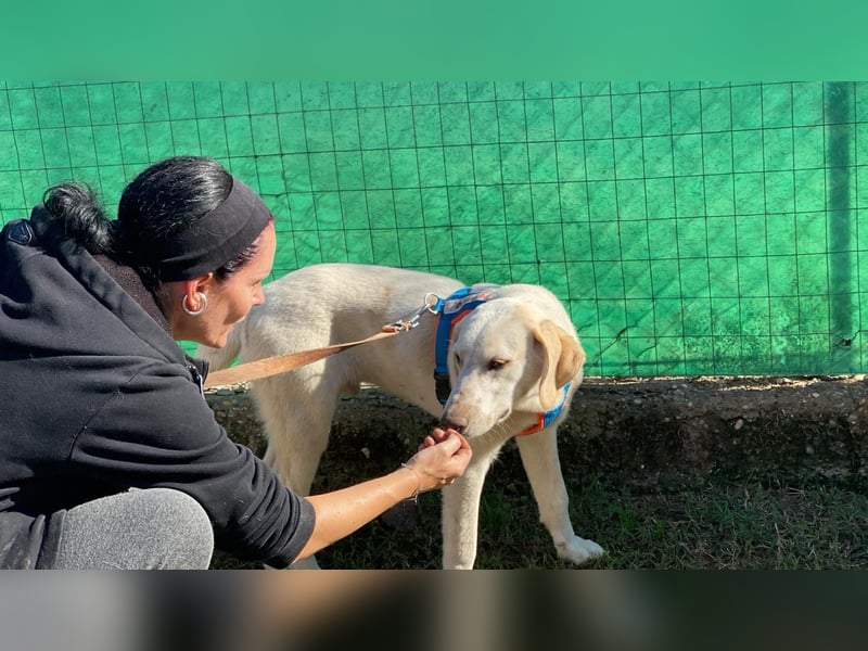 Peppino - Zuckerschneckchen sucht Menschenfamilie