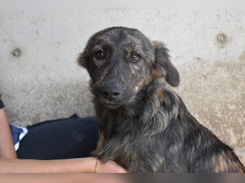 Nivara - Das Märchen von den fünf Schwestern