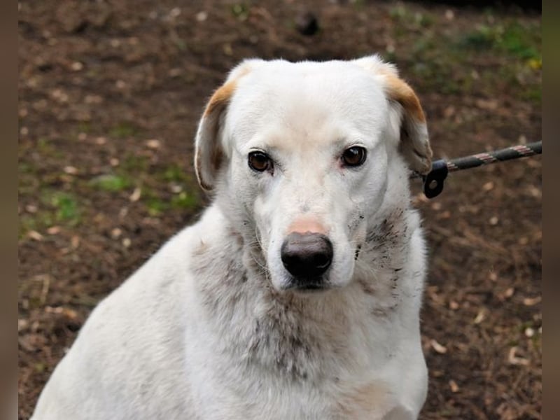 Ghemon - Der sanfte Träumer im Canile