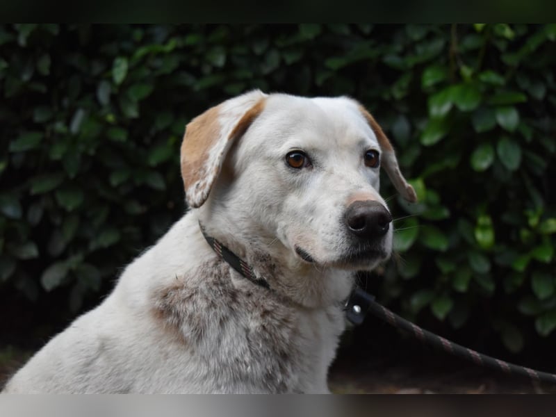 Ghemon - Der sanfte Träumer im Canile