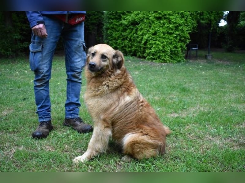 Graziana - eine sanfte Hündin mit großem Herzen und gelassener Neugier