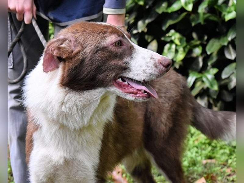 Carissa - Es war ein kalter Abend im späten Herbst ...