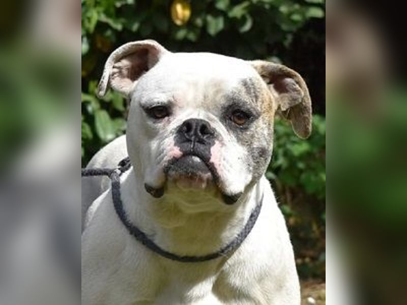 Nickolaus - Alle guten Dinge sind drei