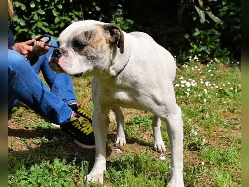 Nickolaus - Alle guten Dinge sind drei