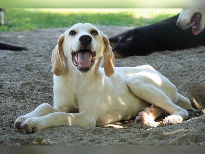Deddy - Zuckerschneckchen sucht Menschenfamilie