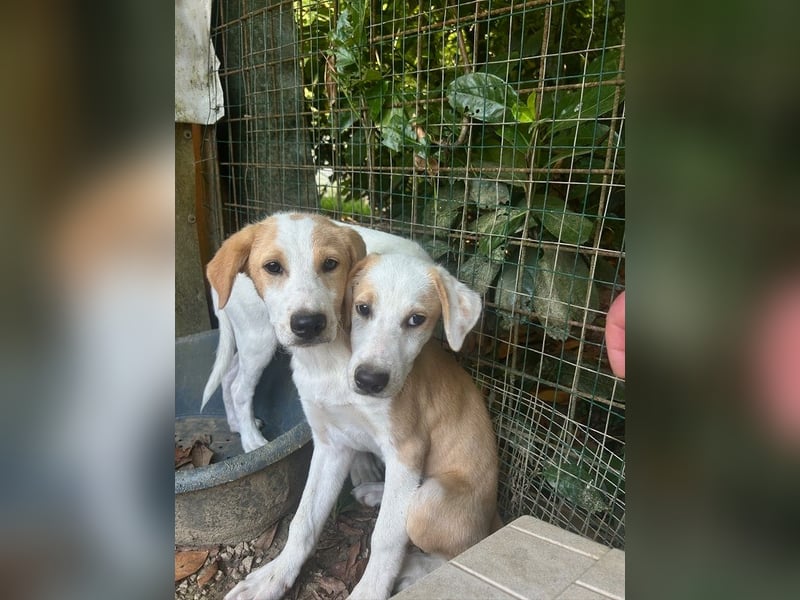 Wafer - Die leise Hoffnung, dass etwas Besseres kommt