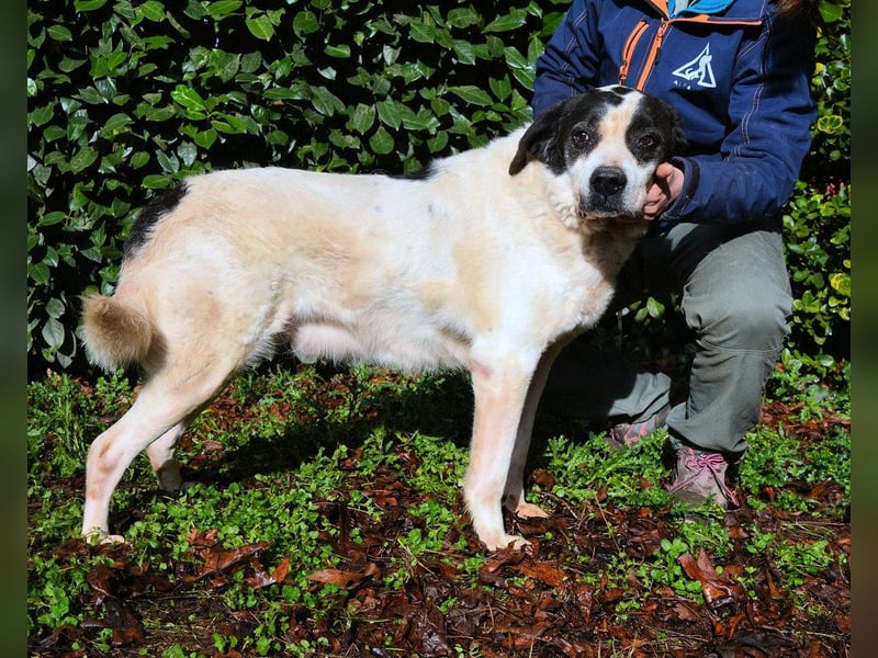 Poldino -Talent zum Seelenhund