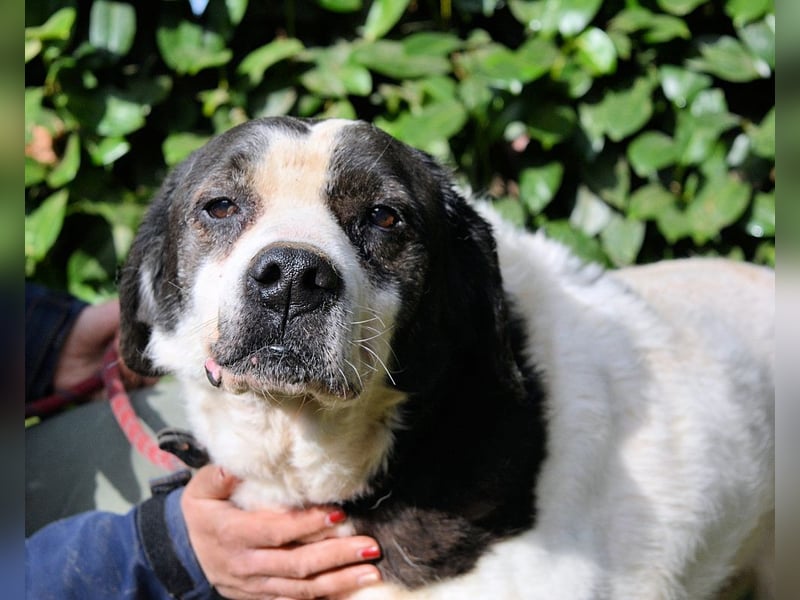 Poldino -Talent zum Seelenhund