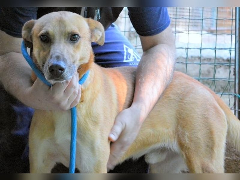 Zaccheo - ist im besten Alter