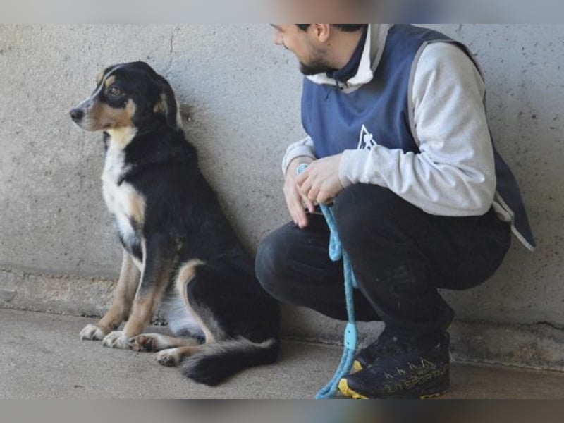 Aroldo - Sanfter Rüde sucht sein Lebensglück