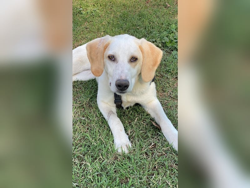 Deddy - Zuckerschneckchen sucht Menschenfamilie