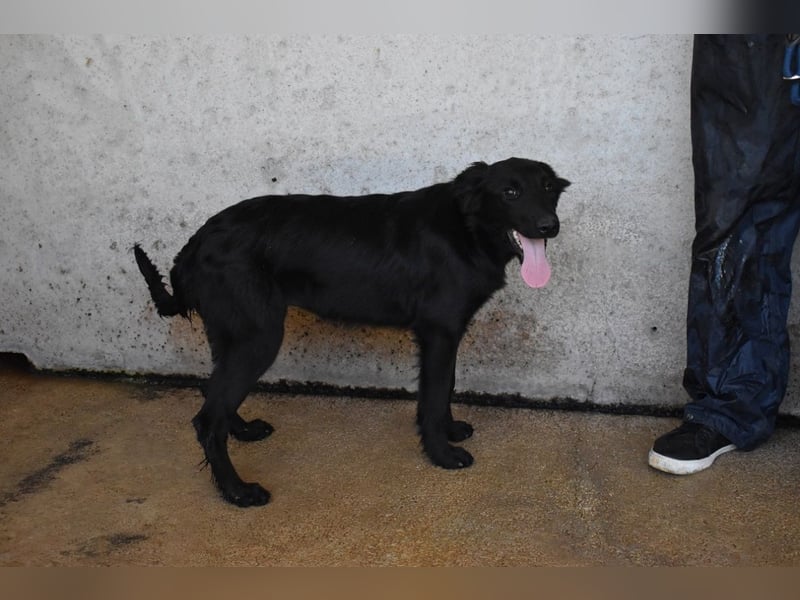 Nerelina - Das Märchen von den fünf Schwestern