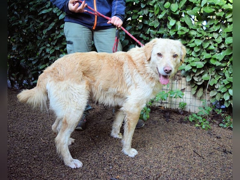 Rodman - läuft sich die Seele wund Rodman - läuft sich die Seele wund