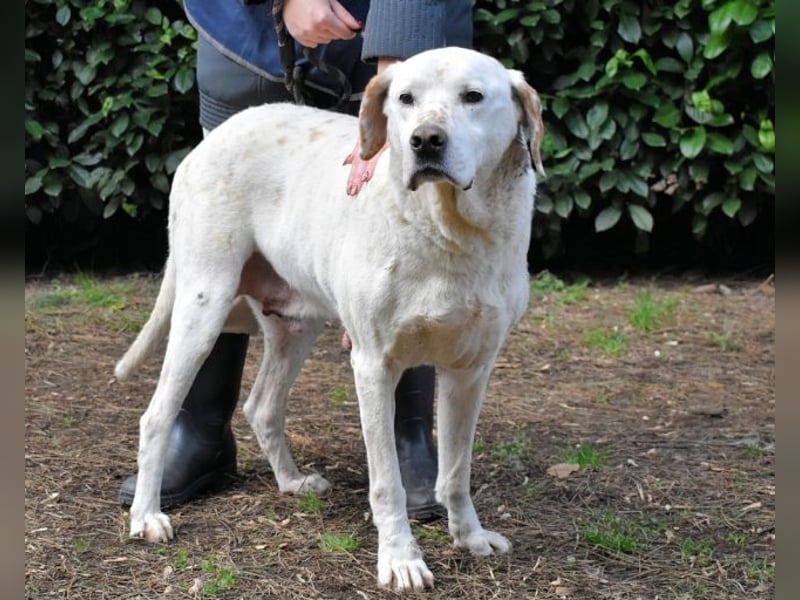 Ginko - SOS - Drei Brüder in großer Not