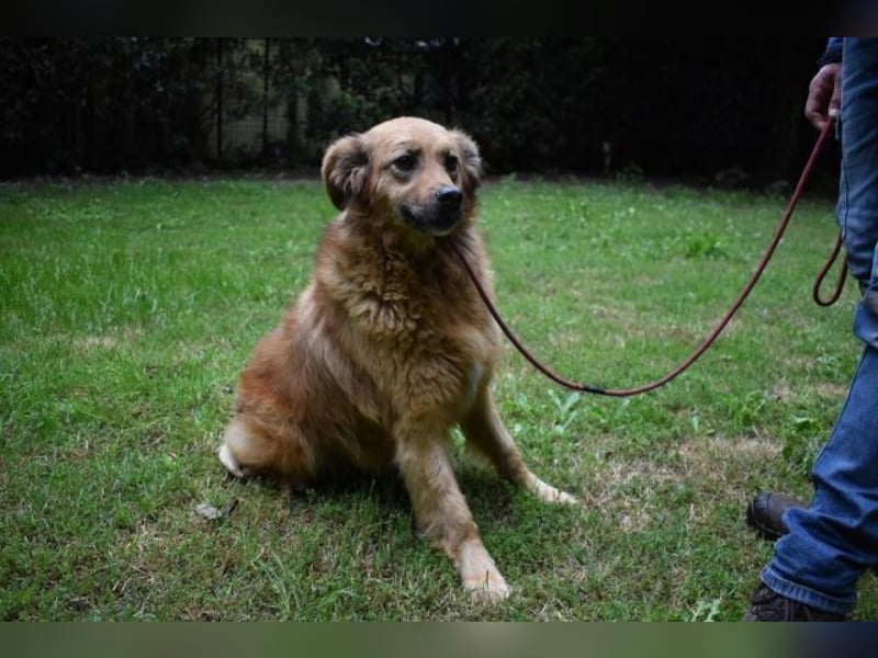 Graziana - eine sanfte Hündin mit großem Herzen und gelassener Neugier