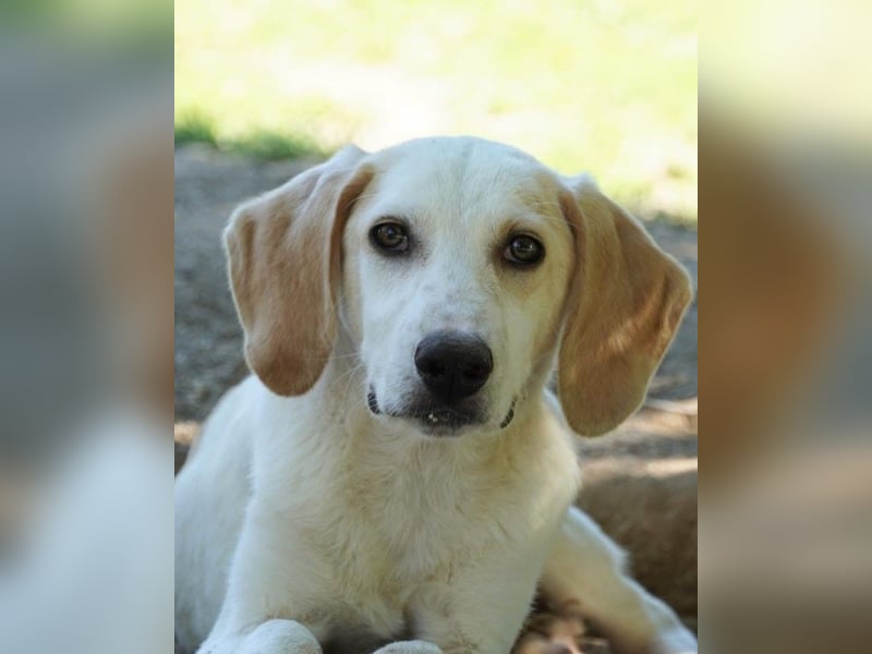 Deddy - Zuckerschneckchen sucht Menschenfamilie