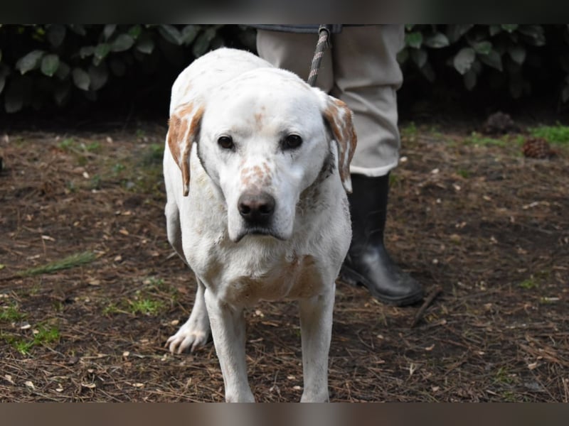 Ginko - SOS - Drei Brüder in großer Not