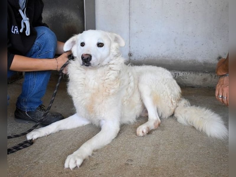 Walcott - Liebesbedürftig und mit einem Wunsch: eine eigene Familie