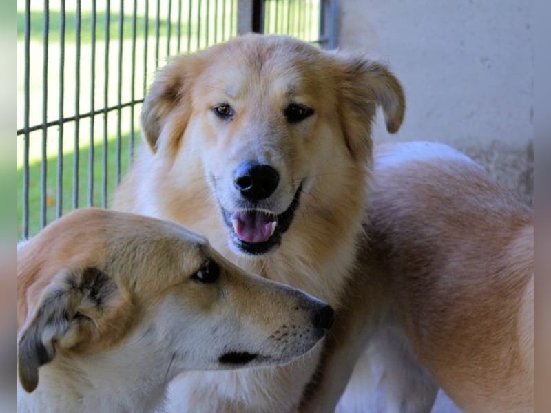 Lauritz - sucht seinen Platz im Leben Lauritz - sucht seinen Platz im Leben