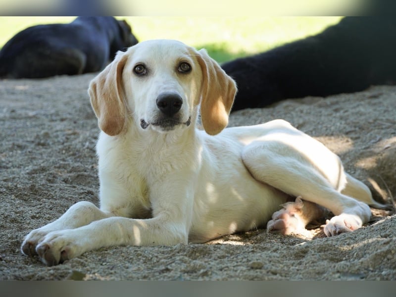 Deddy - Zuckerschneckchen sucht Menschenfamilie