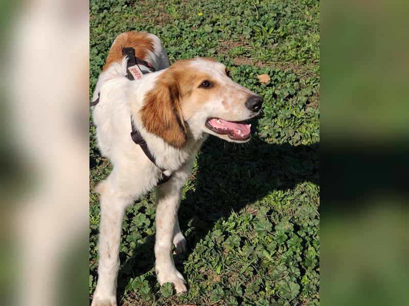 Valerio - Zuckerschneckchen sucht Menschenfamilie