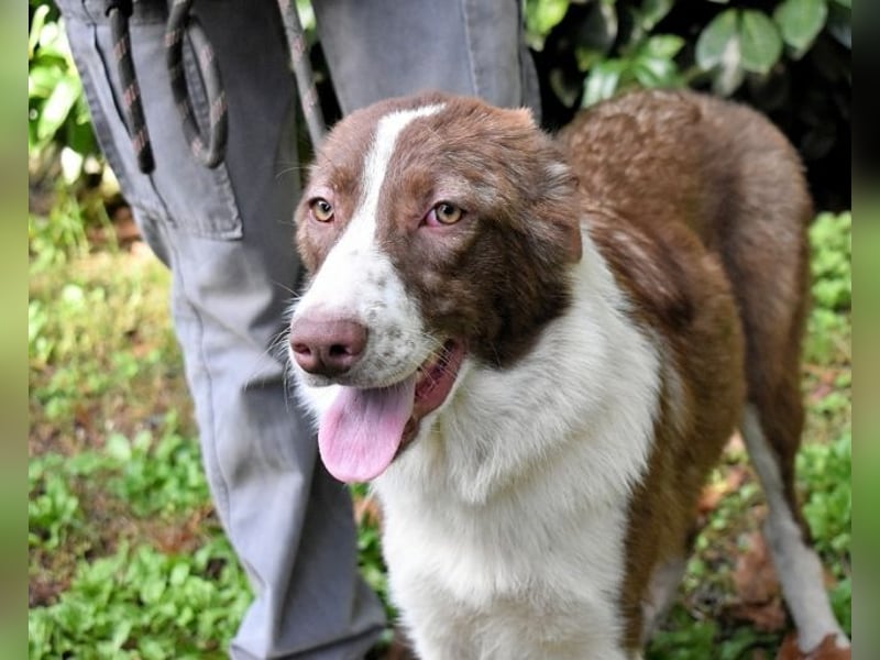 Carissa - Es war ein kalter Abend im späten Herbst ...