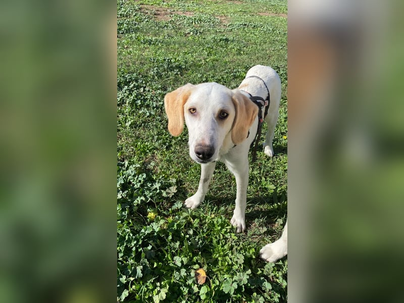 Deddy - Zuckerschneckchen sucht Menschenfamilie