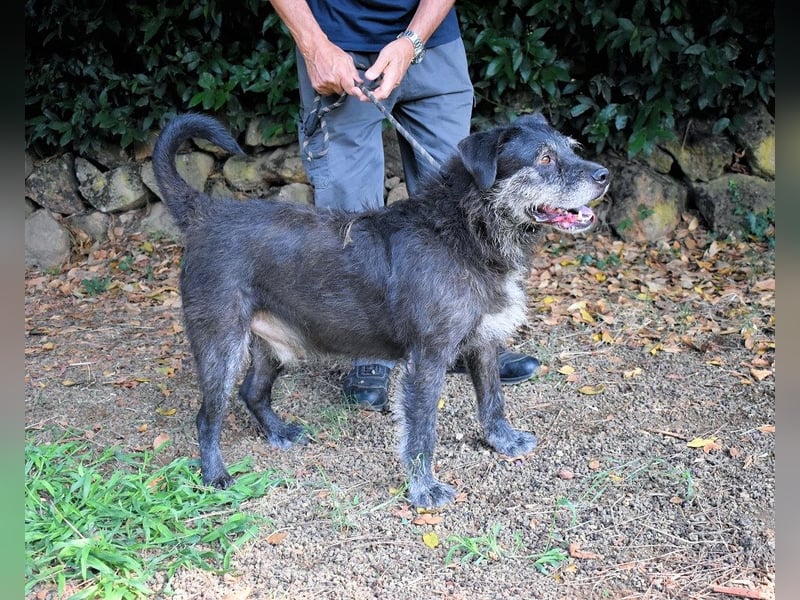 Baldovino - Lieber, großer Kerl fragt: Darf ich zu Dir?