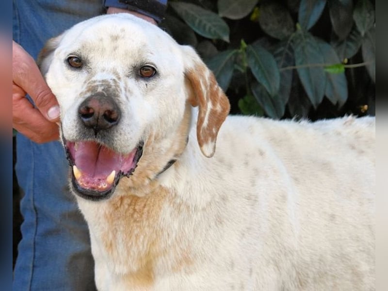 Ginko - SOS - Drei Brüder in großer Not