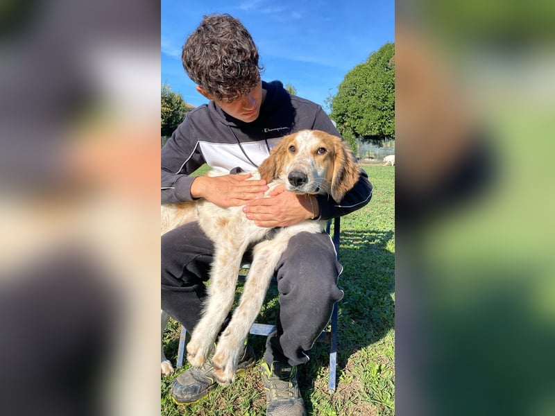 Valerio - Zuckerschneckchen sucht Menschenfamilie