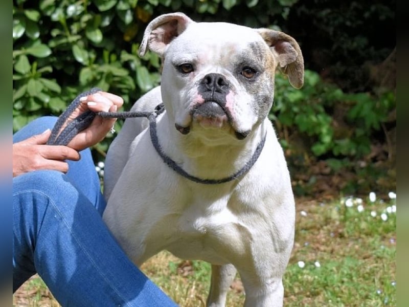 Nickolaus - Alle guten Dinge sind drei