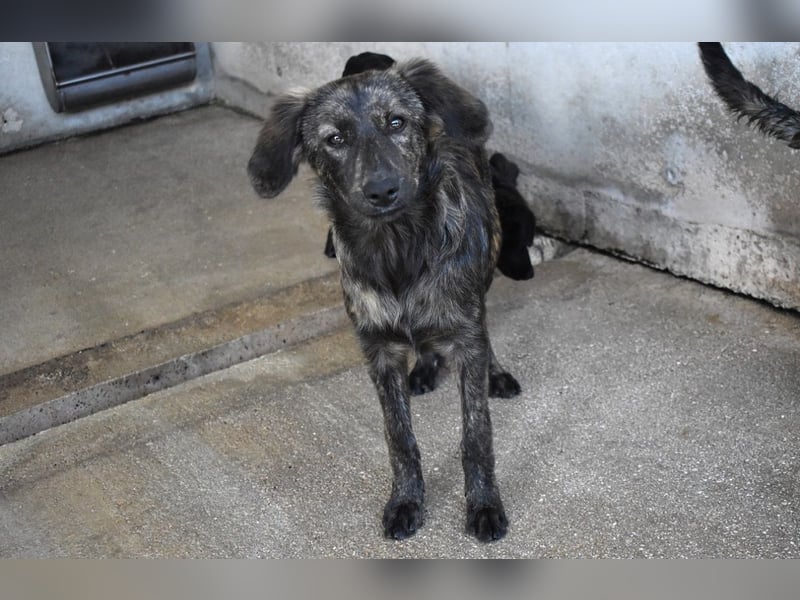 Nivara - Das Märchen von den fünf Schwestern