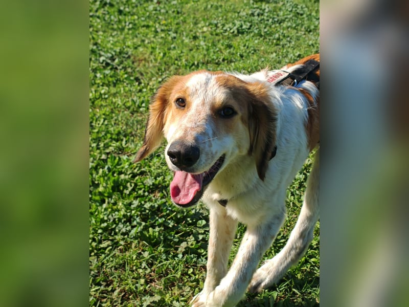 Valerio - Zuckerschneckchen sucht Menschenfamilie