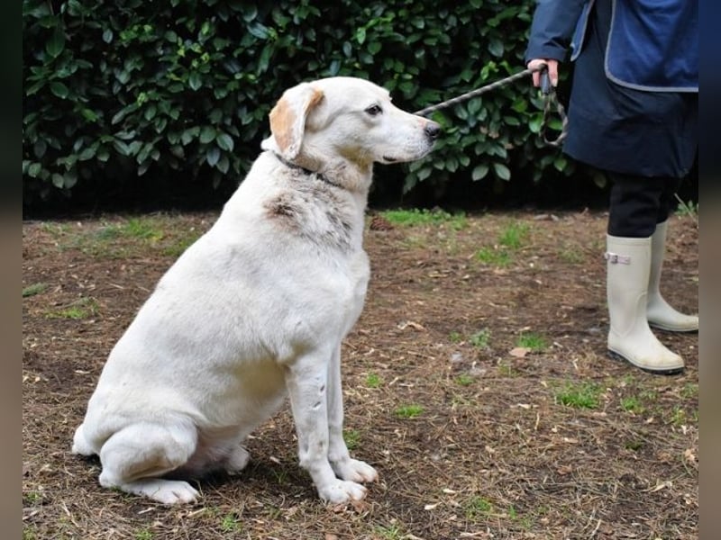 Ghemon - Der sanfte Träumer im Canile